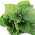 Betel Leaf